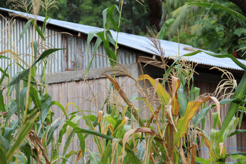Corn grows beside a family home in Atauro. Photo by Holly Holmes, 2013.